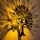 Aplique de pared HEART TREE 1xE27/40W/230V negro