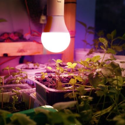 Bombilla LED para cultivo de plantas PLANTY E27/11W/230V 1200K blanco