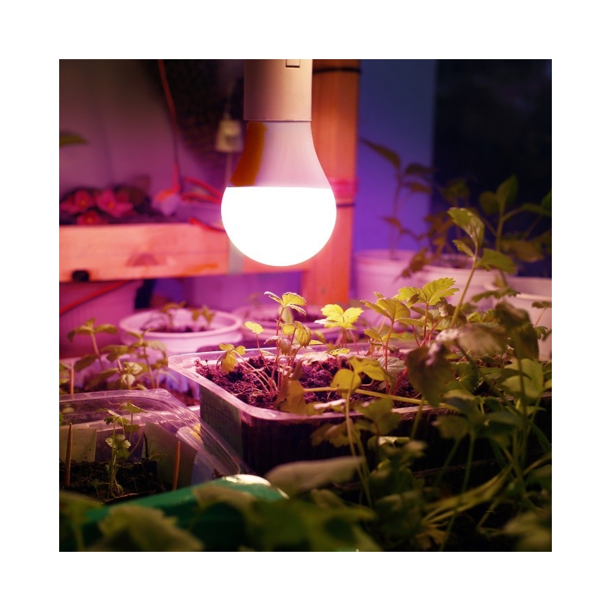 Bombilla LED para cultivo de plantas PLANTY E27/11W/230V 1200K blanco