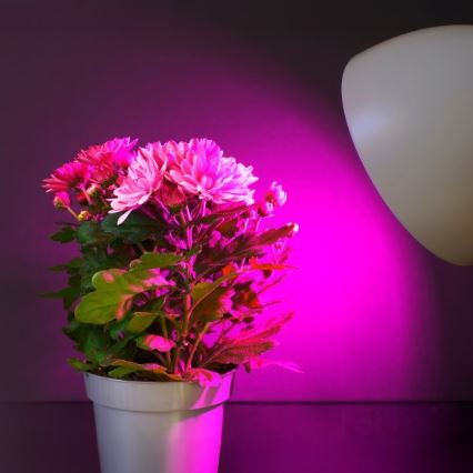 Bombilla LED para cultivo de plantas PLANTY E27/11W/230V 1200K blanco