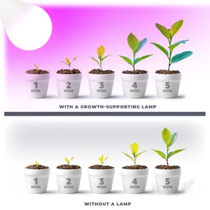 Bombilla LED para cultivo de plantas PLANTY E27/11W/230V 1200K blanco