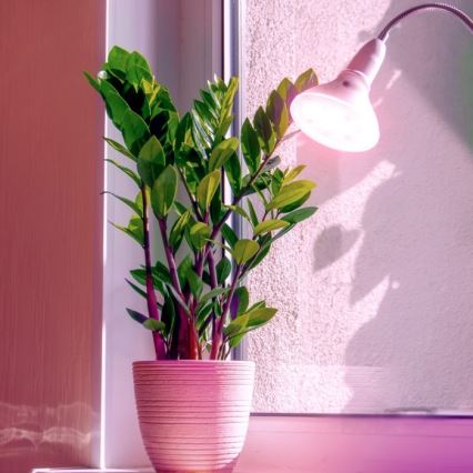 Bombilla LED para cultivo de plantas PLANTY E27/7W/230V 1200K blanco