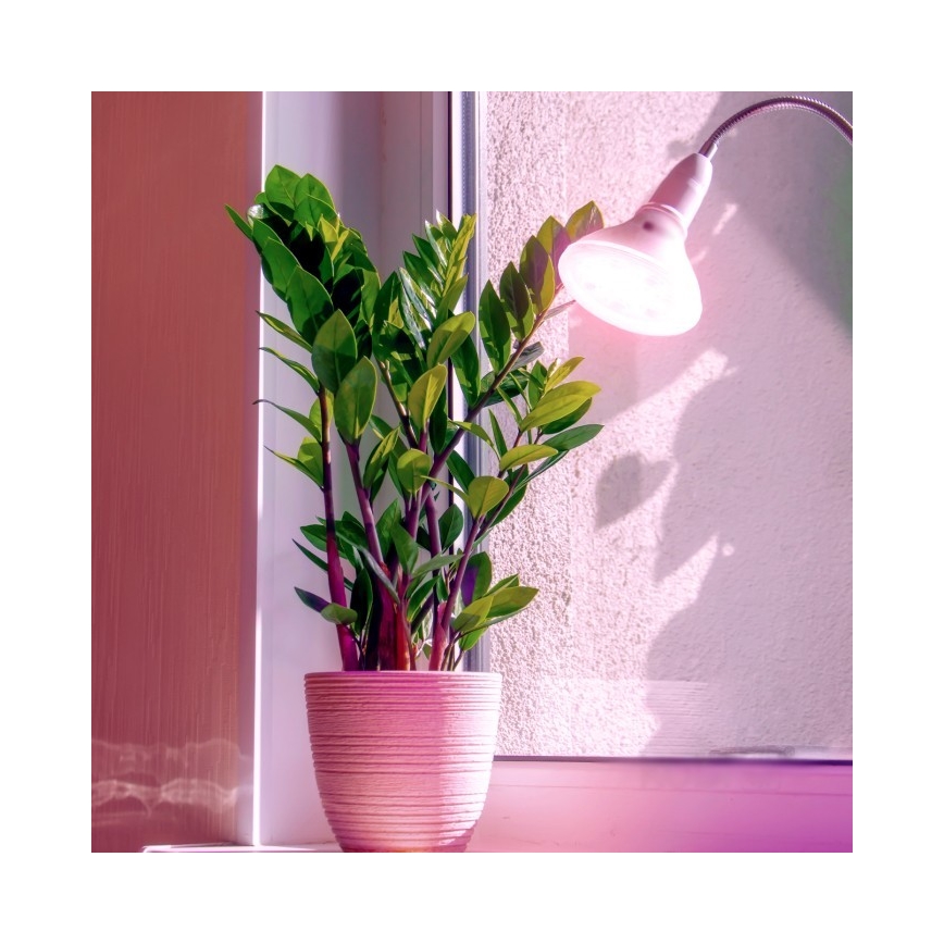 Bombilla LED para cultivo de plantas PLANTY E27/7W/230V 1200K blanco