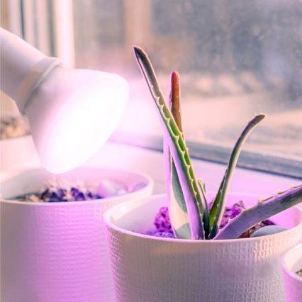 Bombilla LED para cultivo de plantas PLANTY E27/7W/230V 1200K blanco