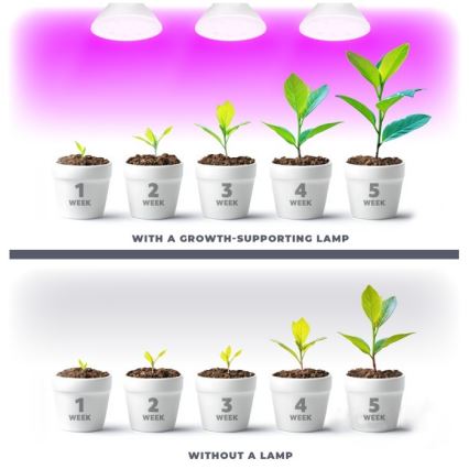 Bombilla LED para cultivo de plantas PLANTY E27/7W/230V 1200K blanco