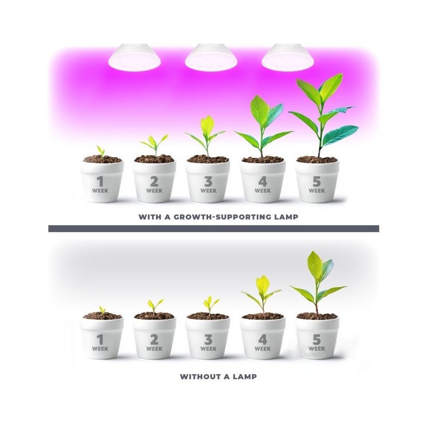 Bombilla LED para cultivo de plantas PLANTY E27/7W/230V 1200K blanco