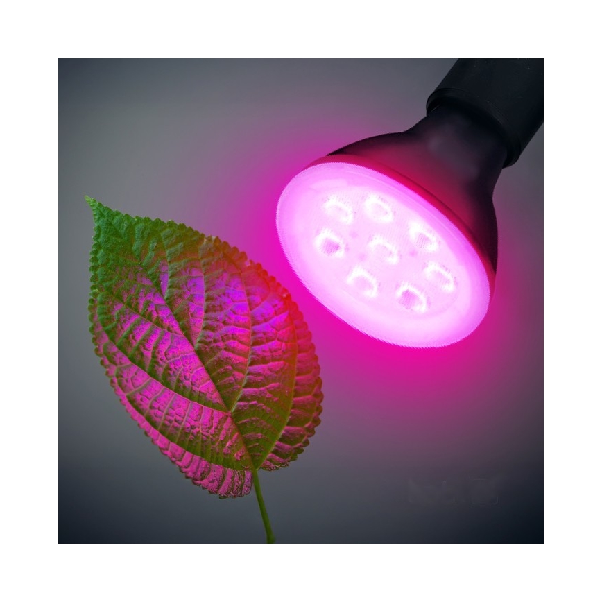 Bombilla LED para cultivo de plantas PLANTY E27/7W/230V 1200K negro