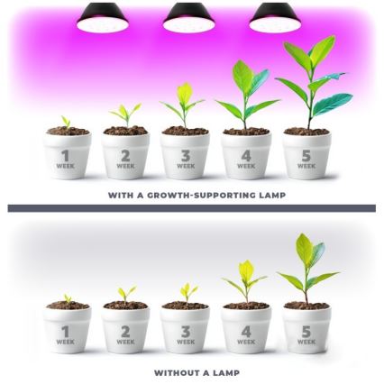 Bombilla LED para cultivo de plantas PLANTY E27/7W/230V 1200K negro