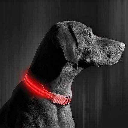 Collar recargable LED 35-43 cm 1xCR2032/5V/40 mAh rojo