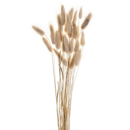 Eglo - Flor seca 60 cm beige