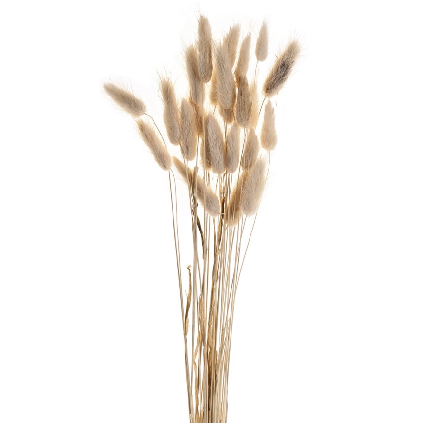 Eglo - Flor seca 60 cm beige