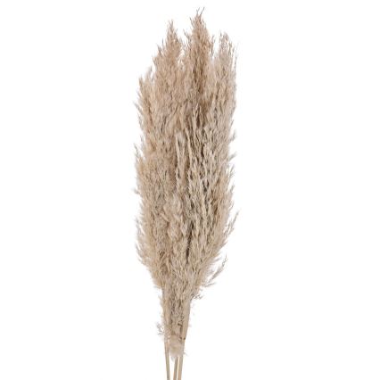 Eglo - Flor seca 85 cm beige