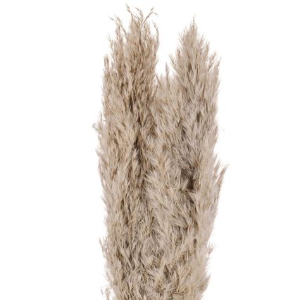 Eglo - Flor seca 55 cm beige