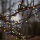 Eglo 472-53 - Cadena de luces navideñas LED para exterior BERRY MINI 700 LEDs/8 funciones, 19 m, multicolor, IP44