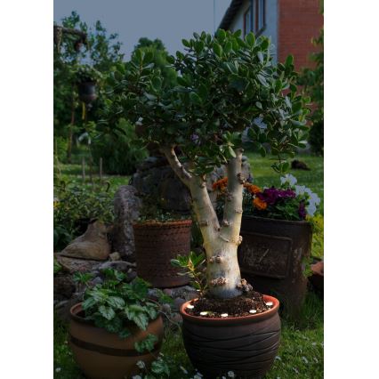 Eglo - Cadena decorativa LED para exterior SPINETOLI 6xLED IP65
