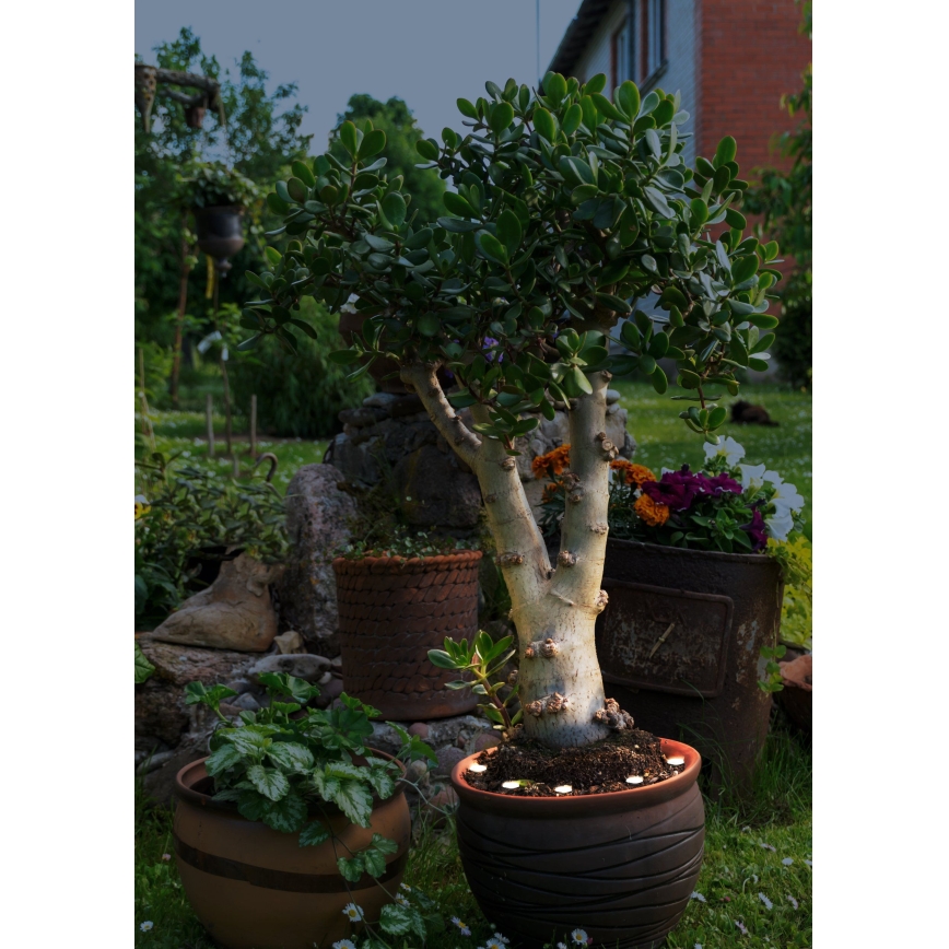 Eglo - Cadena decorativa LED para exterior SPINETOLI 6xLED IP65