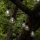 Eglo - Cadena decorativa LED para exteriores 10xLED/0,06W/3V IP44
