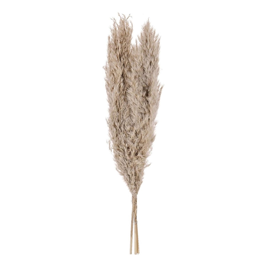 Eglo - Flor seca 55 cm beige