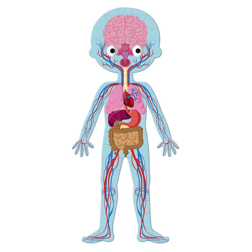 Janod - Puzzle educativo infantil 225 piezas cuerpo humano