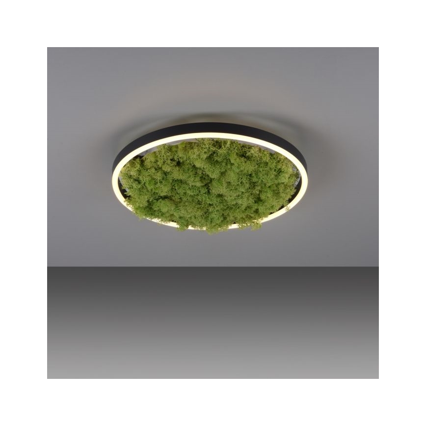 JUST LIGHT. 15391-66 - Plafón LED regulable VERDE RITU LED/20W/230V