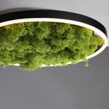 JUST LIGHT. 15391-66 - Plafón LED regulable VERDE RITU LED/20W/230V