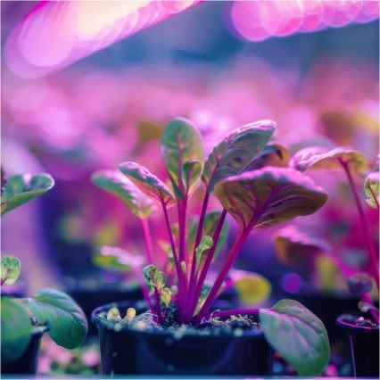 Lámpara de mesa flexible con clip para cultivo de plantas PLANTY 1xE27/30W/230V negra