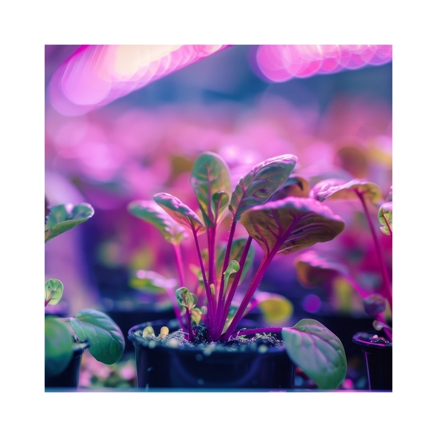 Lámpara de mesa flexible con clip para cultivo de plantas PLANTY 1xE27/30W/230V negra