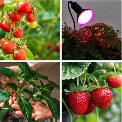 Lámpara de mesa flexible con clip para cultivo de plantas PLANTY 1xE27/30W/230V negra