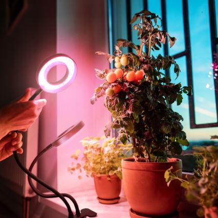 Lámpara de mesa LED regulable flexible con pinza para cultivo de plantas VITARO 2xLED/4W/230V negro