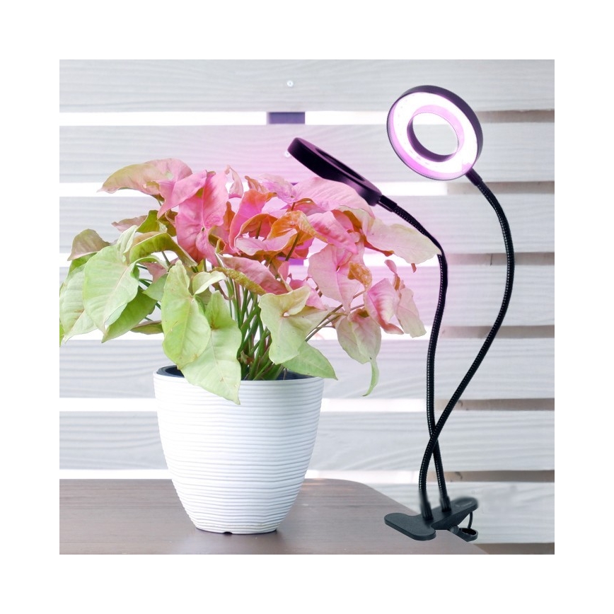 Lámpara de mesa LED regulable flexible con pinza para cultivo de plantas VITARO 2xLED/4W/230V negro