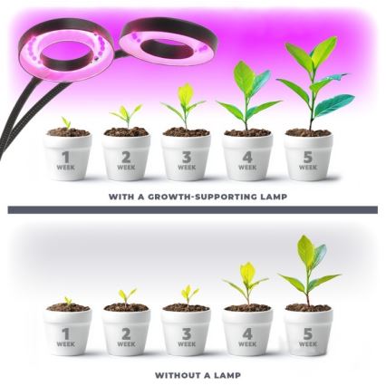 Lámpara de mesa LED regulable flexible con pinza para cultivo de plantas VITARO 2xLED/4W/230V negro
