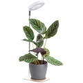 Lámpara de mesa LED regulable para cultivo de plantas VERDI LED/5W/5V 1300K CRI 95 blanca