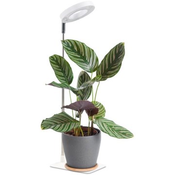 Lámpara de mesa LED regulable para cultivo de plantas VERDI LED/5W/5V 1300K CRI 95 blanca