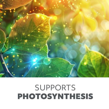 Lámpara de mesa LED regulable y flexible para cultivo de plantas VITARO 4xLED/10W/230V negra