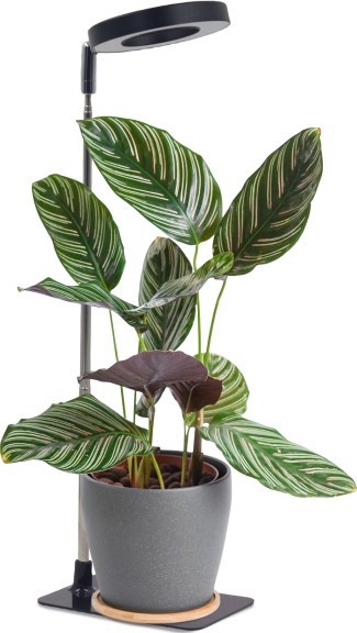 Lámpara LED de sobremesa regulable para cultivo de plantas VERDI LED/5W/5V 1300K CRI 95 negra