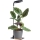Lámpara LED de sobremesa regulable para cultivo de plantas VERDI LED/5W/5V 1300K CRI 95 negra