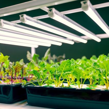 Lámpara LED para debajo de mueble de cocina para cultivar plantas GROWLY LED/9W/230V blanco