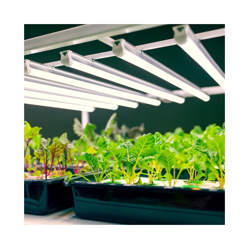 Lámpara LED para debajo de mueble de cocina para cultivar plantas GROWLY LED/9W/230V blanco