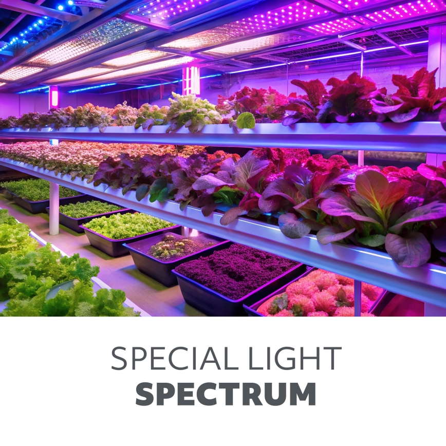 Lámpara de mesa flexible LED regulable con clip para el cultivo de plantas VITARO 4xLED/10W/230V negro