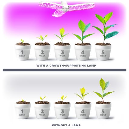 LED Bombilla para cultivo de plantas PLANTY E27/24W/230V 1200K