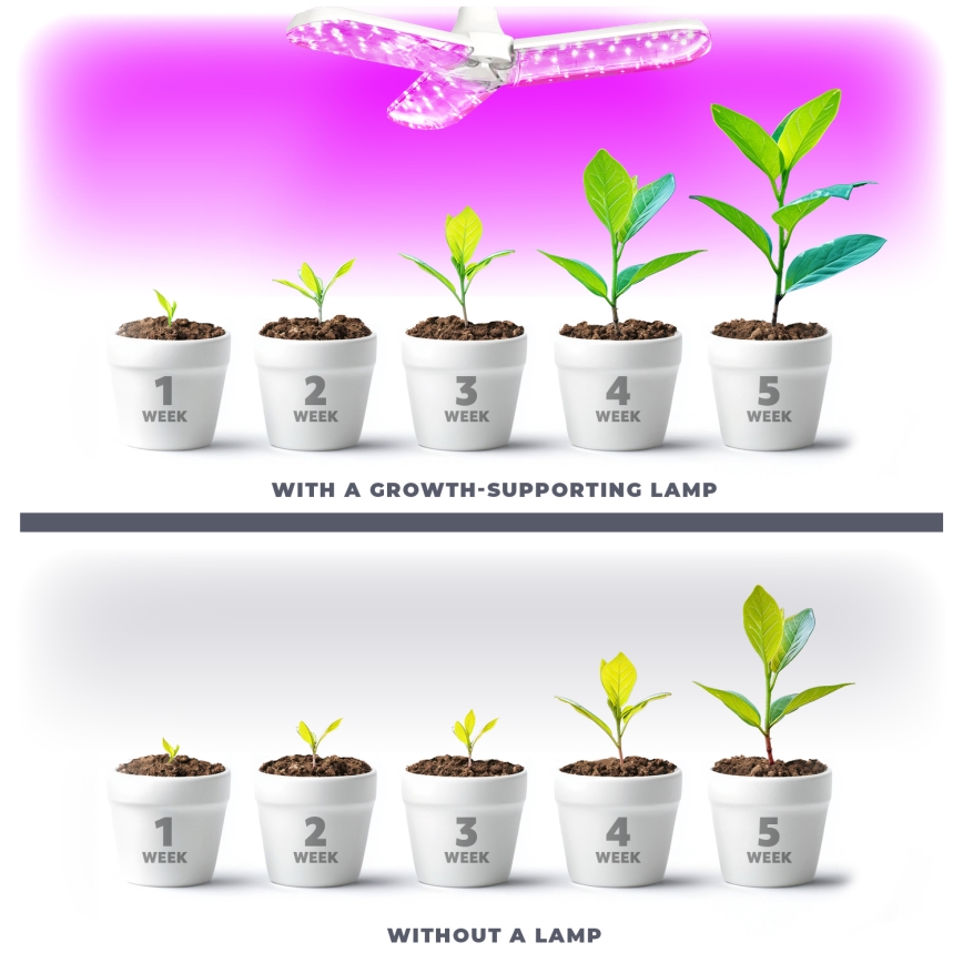 LED Bombilla para cultivo de plantas PLANTY E27/24W/230V 1200K