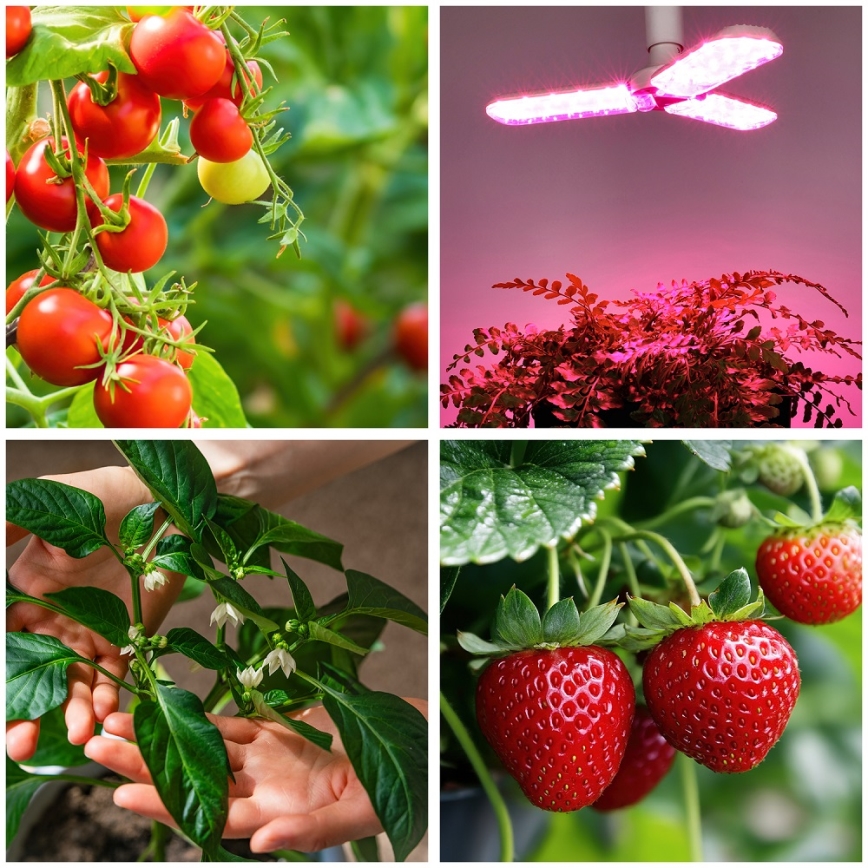 LED Bombilla para cultivo de plantas PLANTY E27/24W/230V 1200K