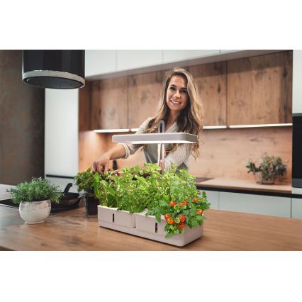 Ledvance - Lámpara LED de interior para plantas GARDEN KIT LED/24W/230V