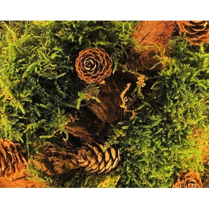 Li-Go 23654 - Lámpara decorativa de sobremesa LED regulable LED/12W/230V 20x22 cm nogal/motivo musgo