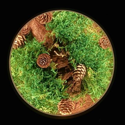 Li-Go 23654 - Lámpara decorativa de sobremesa LED regulable LED/12W/230V 20x22 cm nogal/motivo musgo