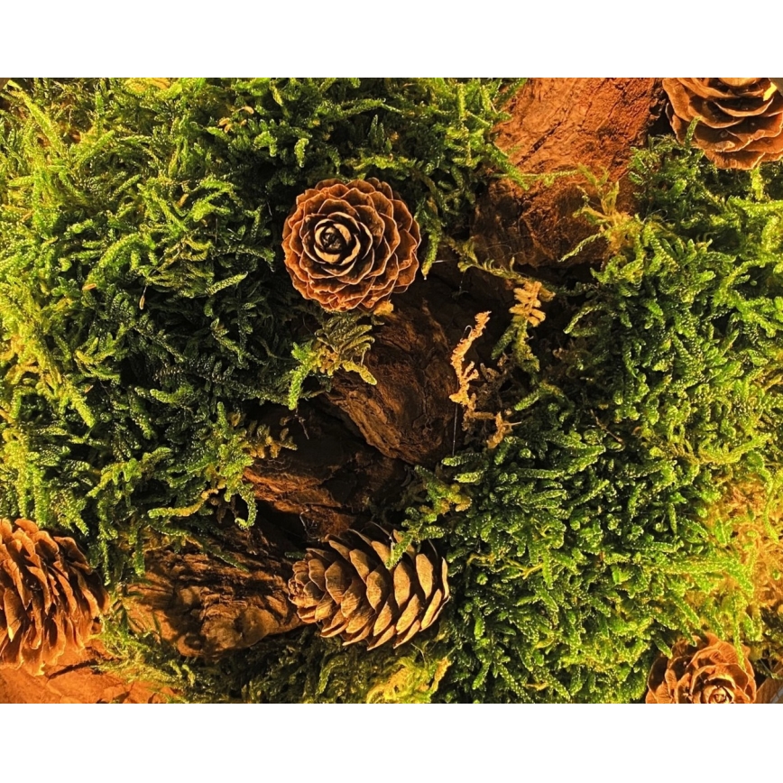 Li-Go 23654 - Decoración de sobremesa LED regulable LED/12W/230V 20x22 cm nogal/Composición de musgo