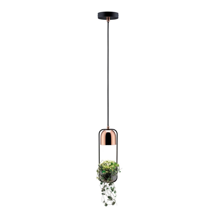 Paulmann 79749 - 1xGU10/20W Lámpara de araña con cable FANJA 230V
