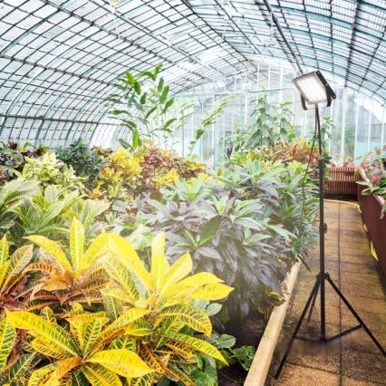 Proyector LED con soporte para el cultivo de plantas FIRON LED/45W/230V IP54 negro